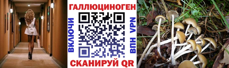Псилоцибиновые грибы GOLDEN TEACHER  Ладушкин 